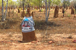 Griffith_Dpt_AFE_Empowering_Indigenous_Business_Termite_Mounds_Nth_Sth_Stock_Route_NT