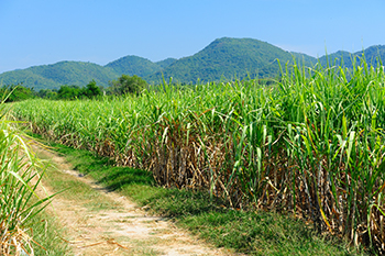 Queensland_Sugarcane_and_Mountains