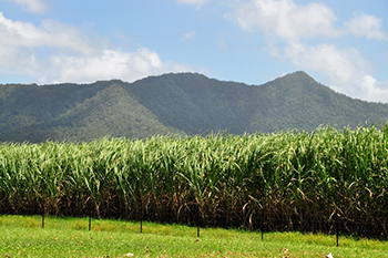 Queensland Sugarcane