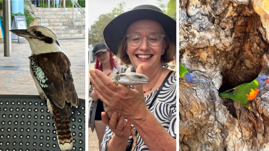 Left image of kookaburra, middle image of Catherine Pickering holding a lizard, right image of two rainbow lorikeets. 