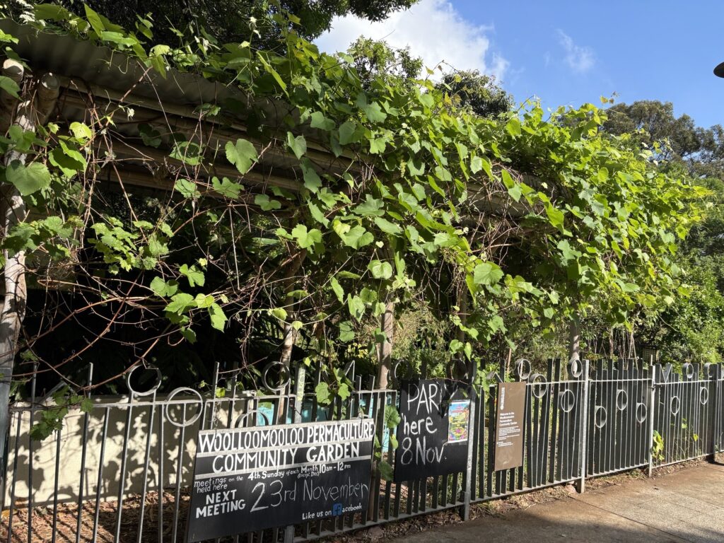 Garden with vines and trees and sign on the fence which reads ‘Woolloomooloo Permaculture Community Garden’.